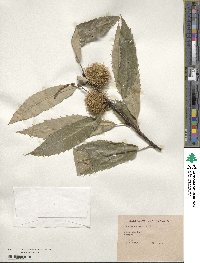 Castanea sativa image