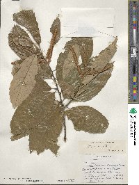 Castanea sativa image