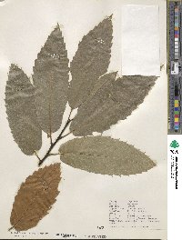 Castanea sativa image