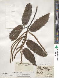 Castanea sativa image