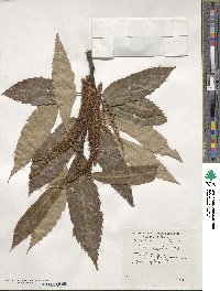 Castanea sativa image