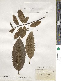 Castanea sativa image