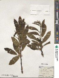 Castanea sativa image