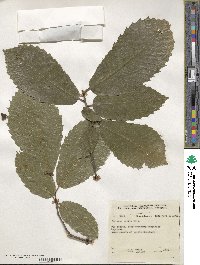 Castanea sativa image