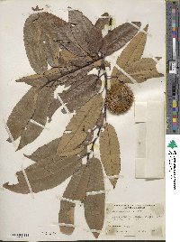 Castanea sativa image