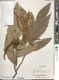 Castanea sativa image