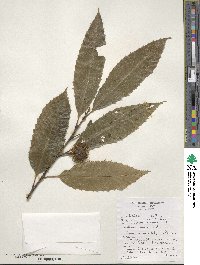 Castanea sativa image