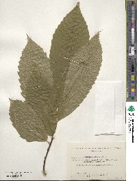 Castanea sativa image