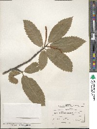 Castanea sativa image