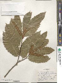 Castanea sativa image