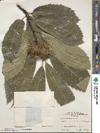 Castanea sativa image