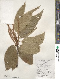 Castanea sativa image