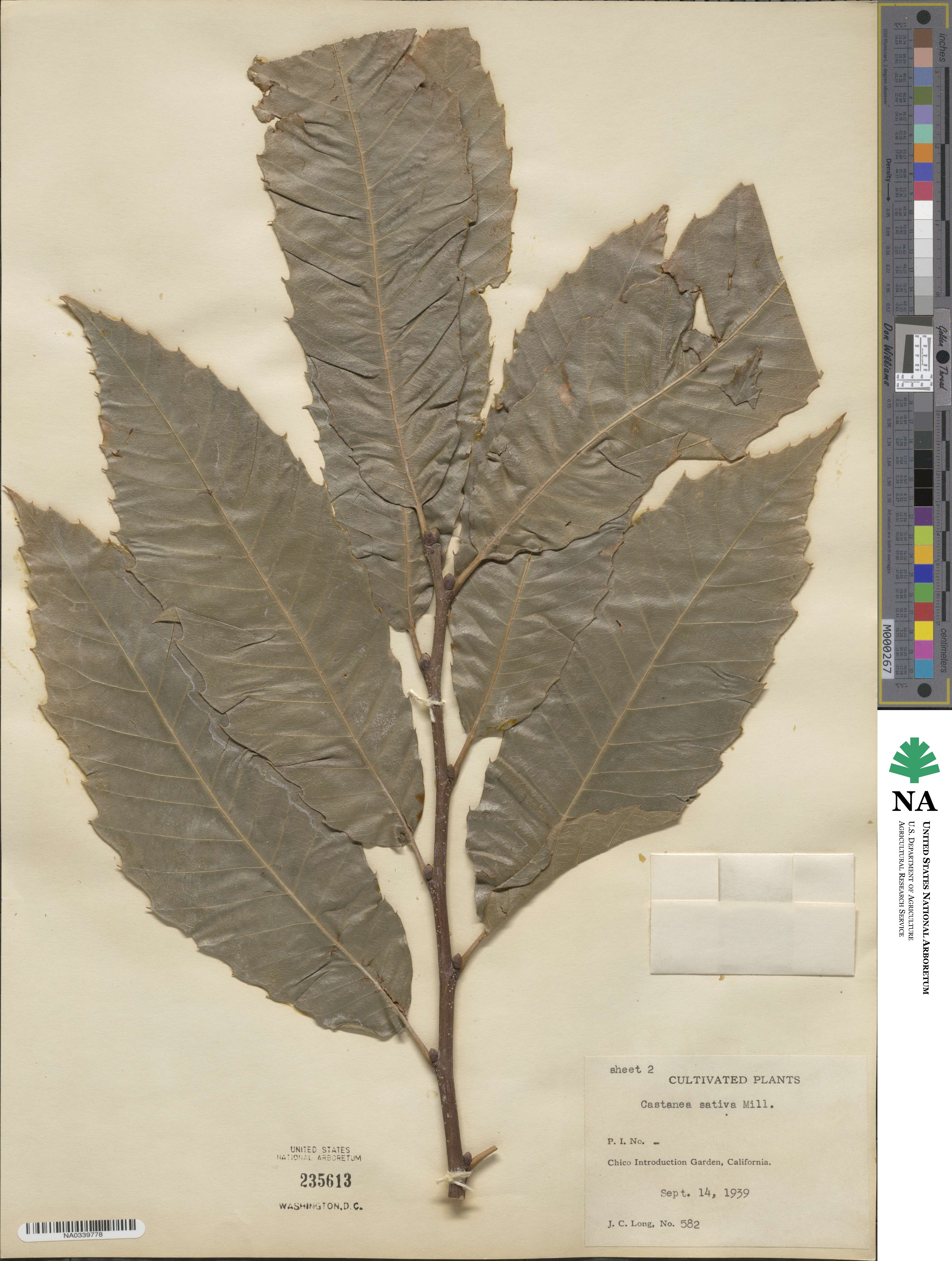 Castanea sativa image