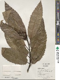 Castanea sativa image