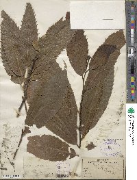 Castanea sativa image