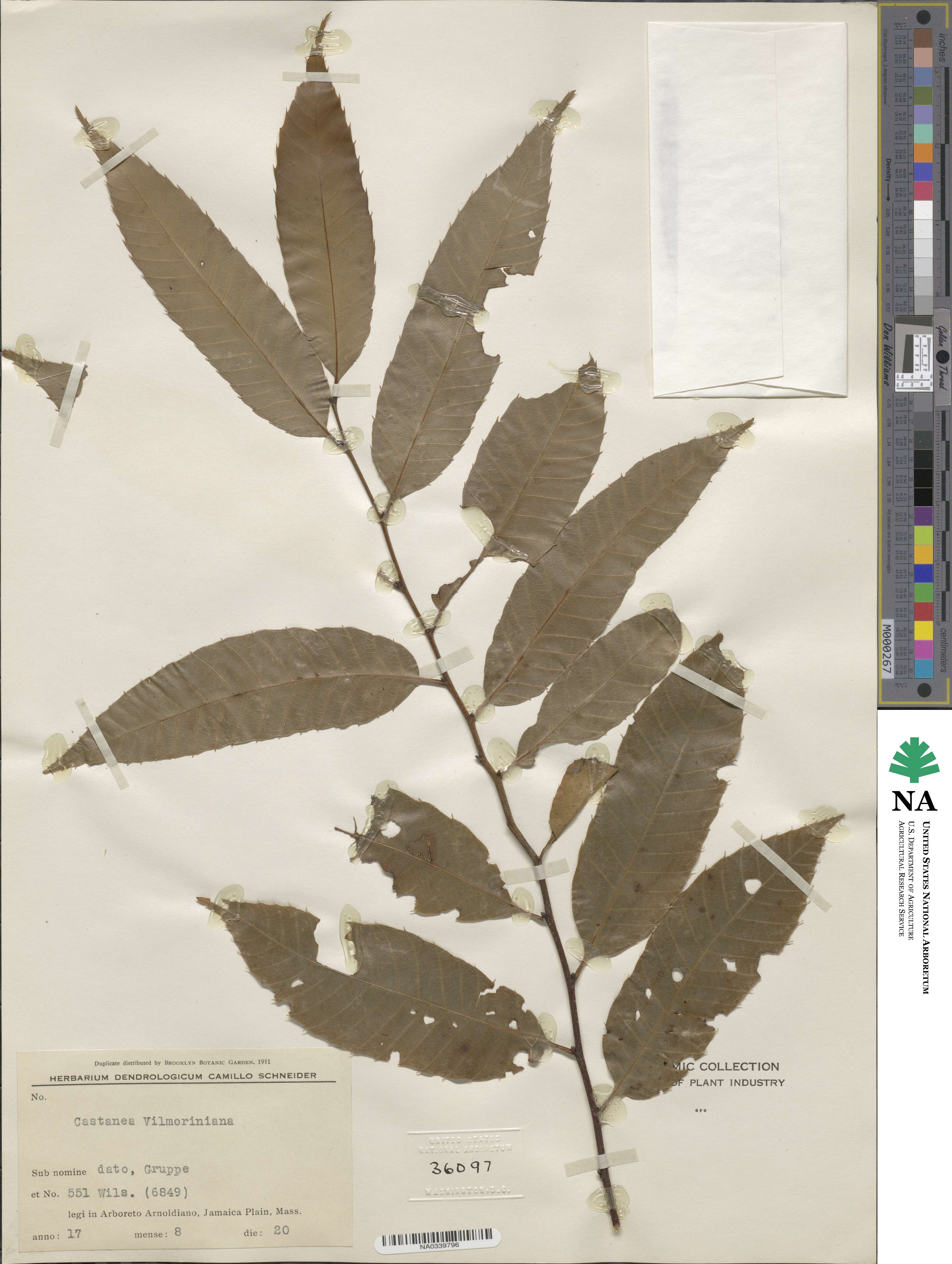 Castanea henryi image