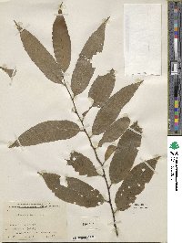 Castanea henryi image