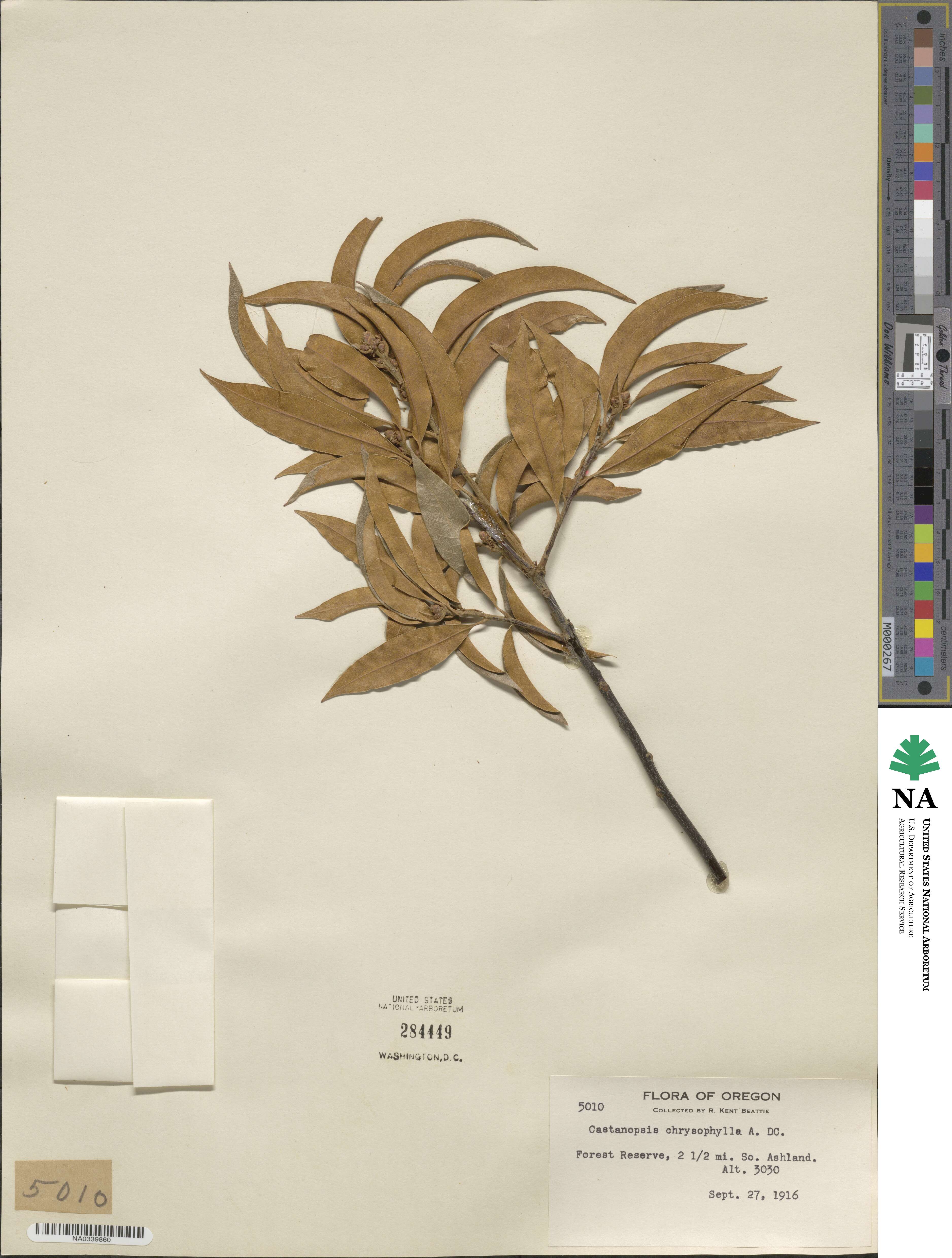 Chrysolepis chrysophylla image