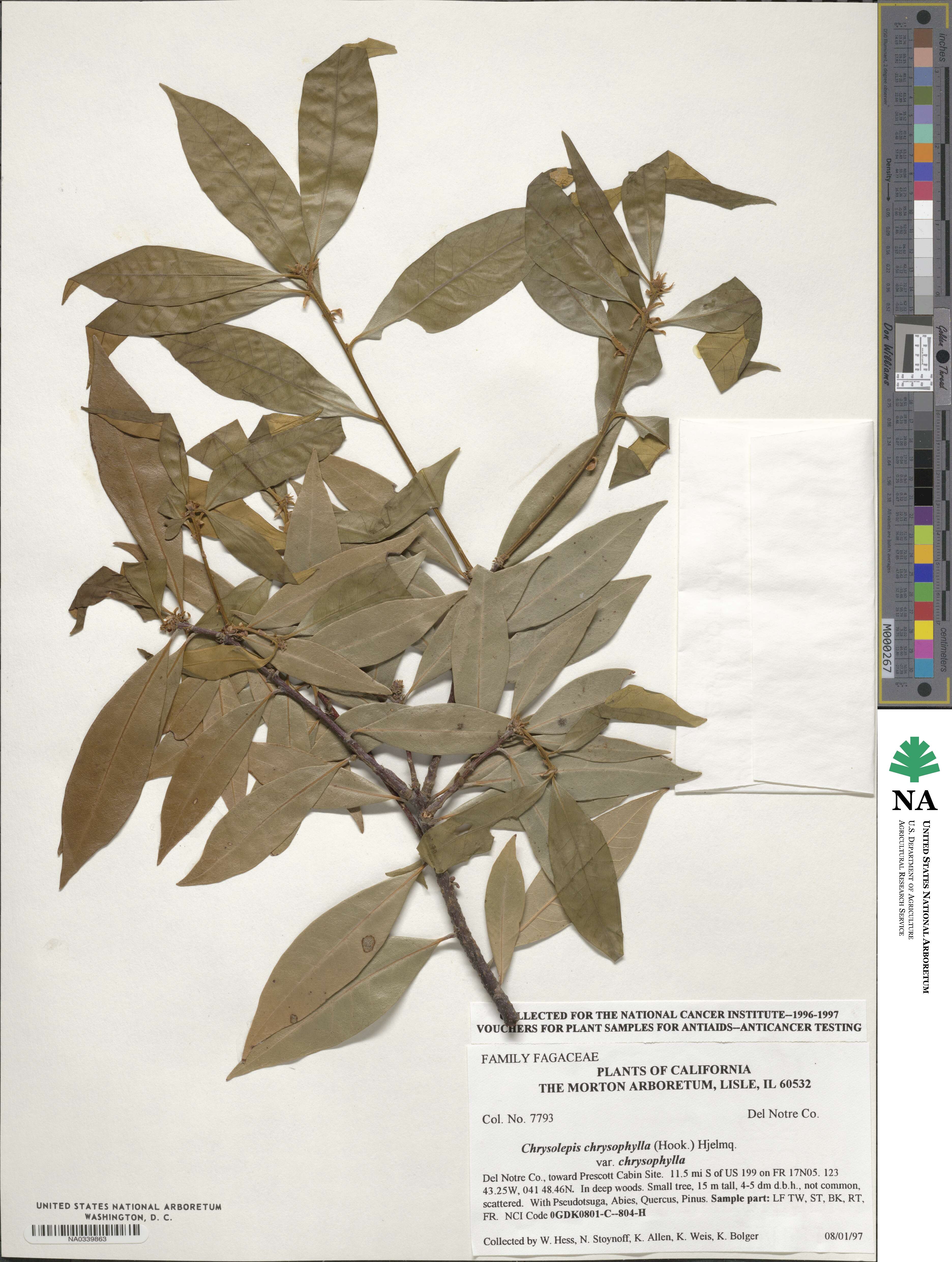 Chrysolepis chrysophylla image