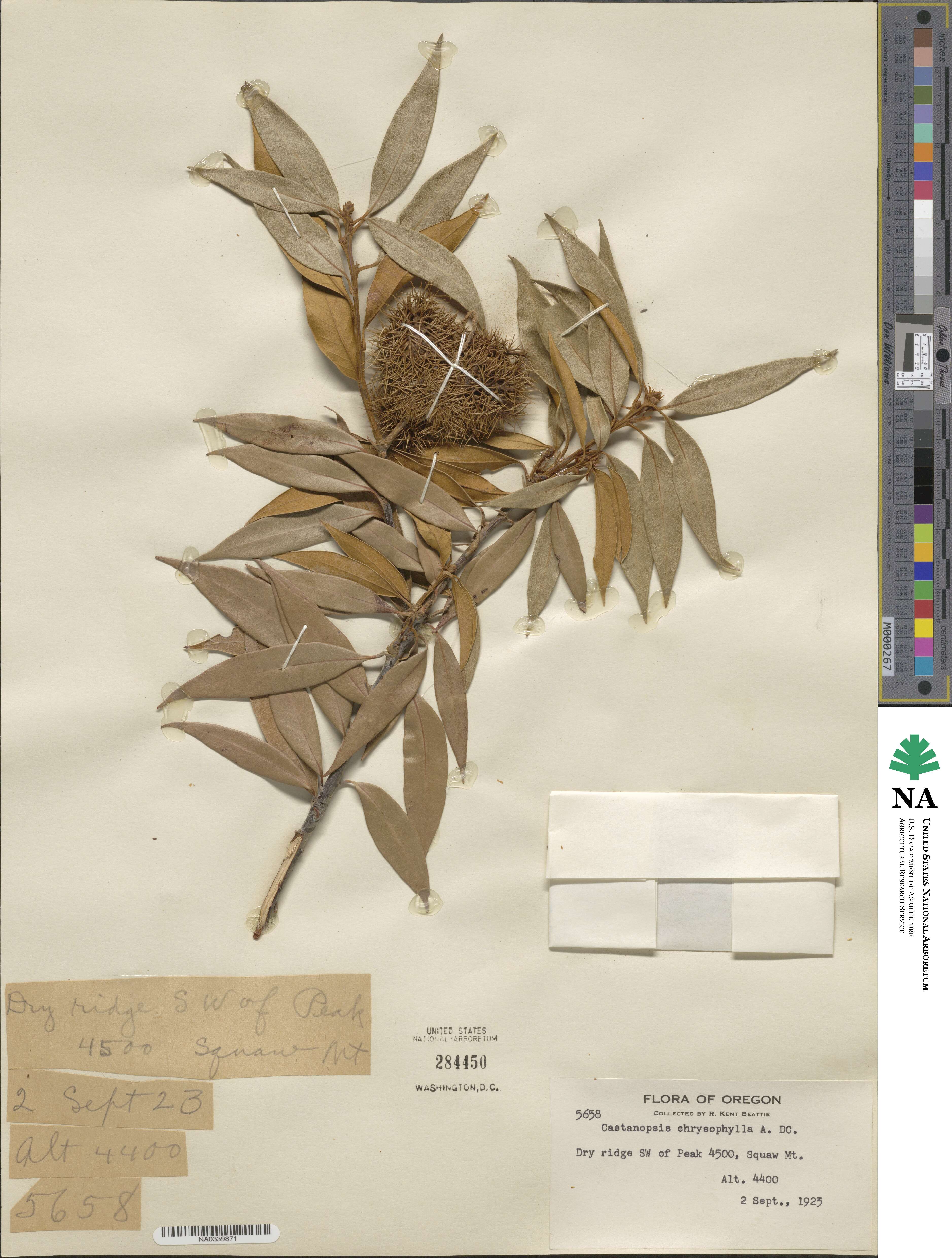 Chrysolepis chrysophylla image