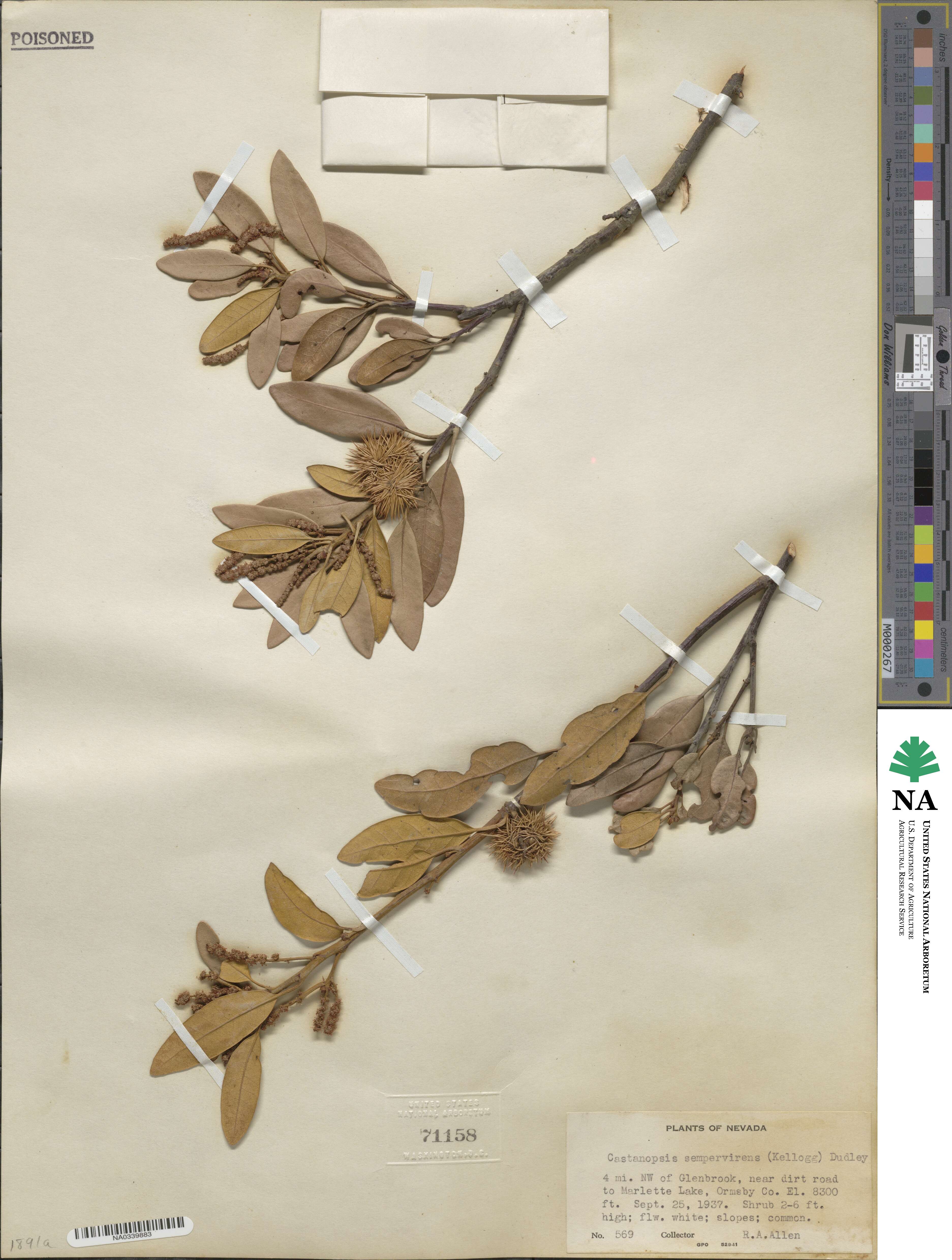 Chrysolepis sempervirens image