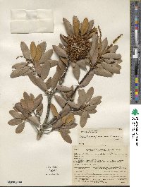 Chrysolepis sempervirens image