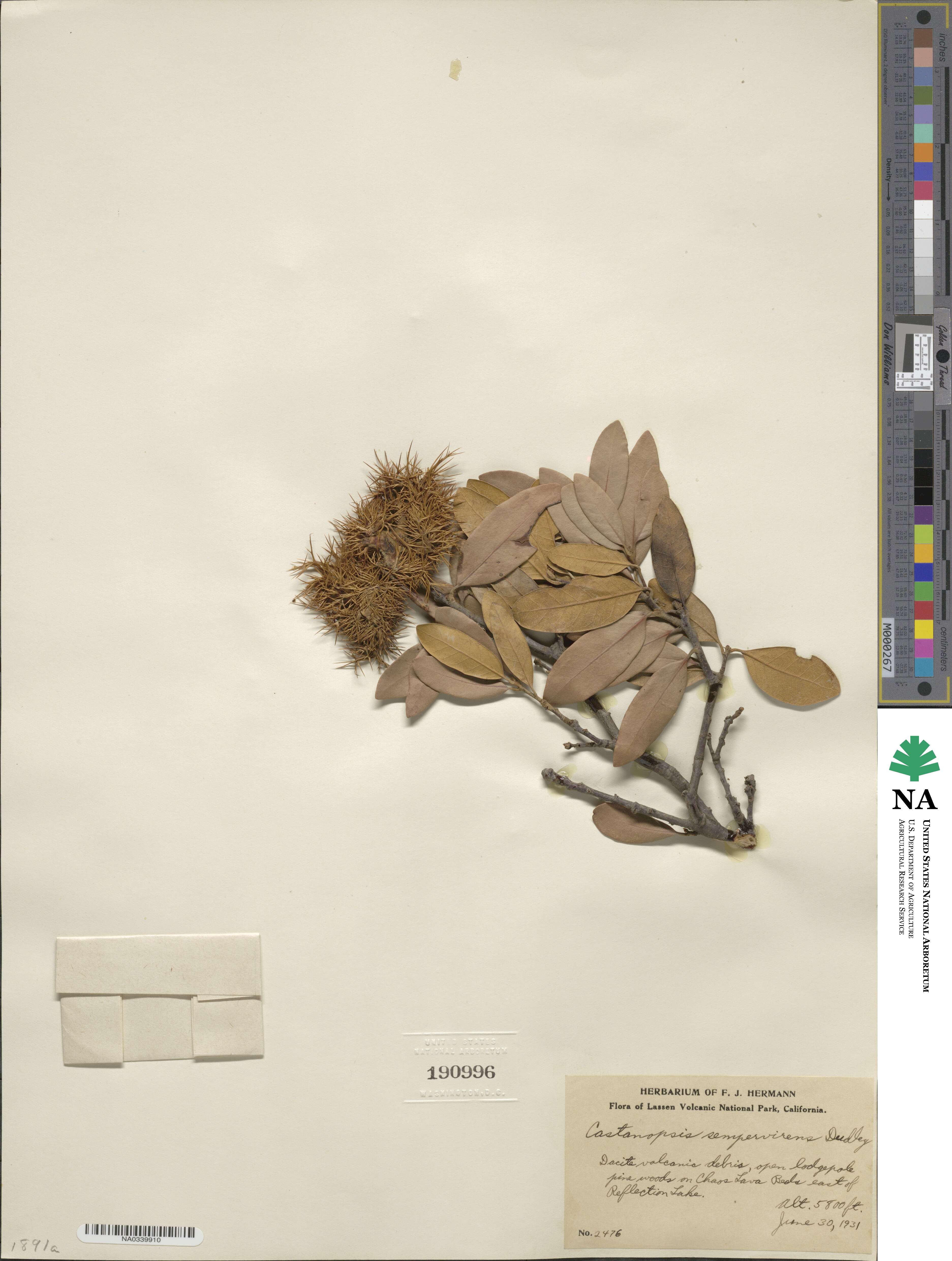Chrysolepis sempervirens image