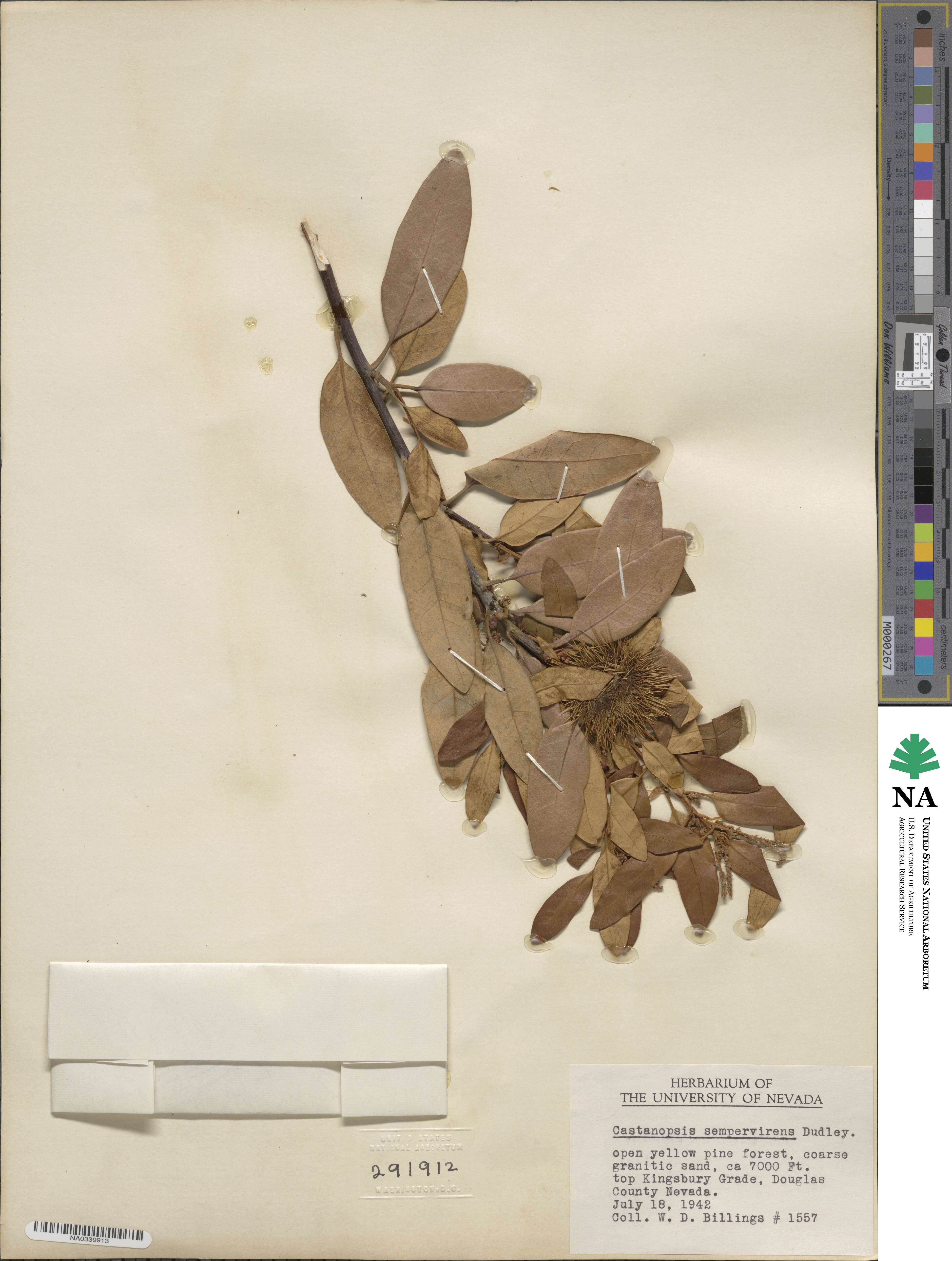 Chrysolepis sempervirens image