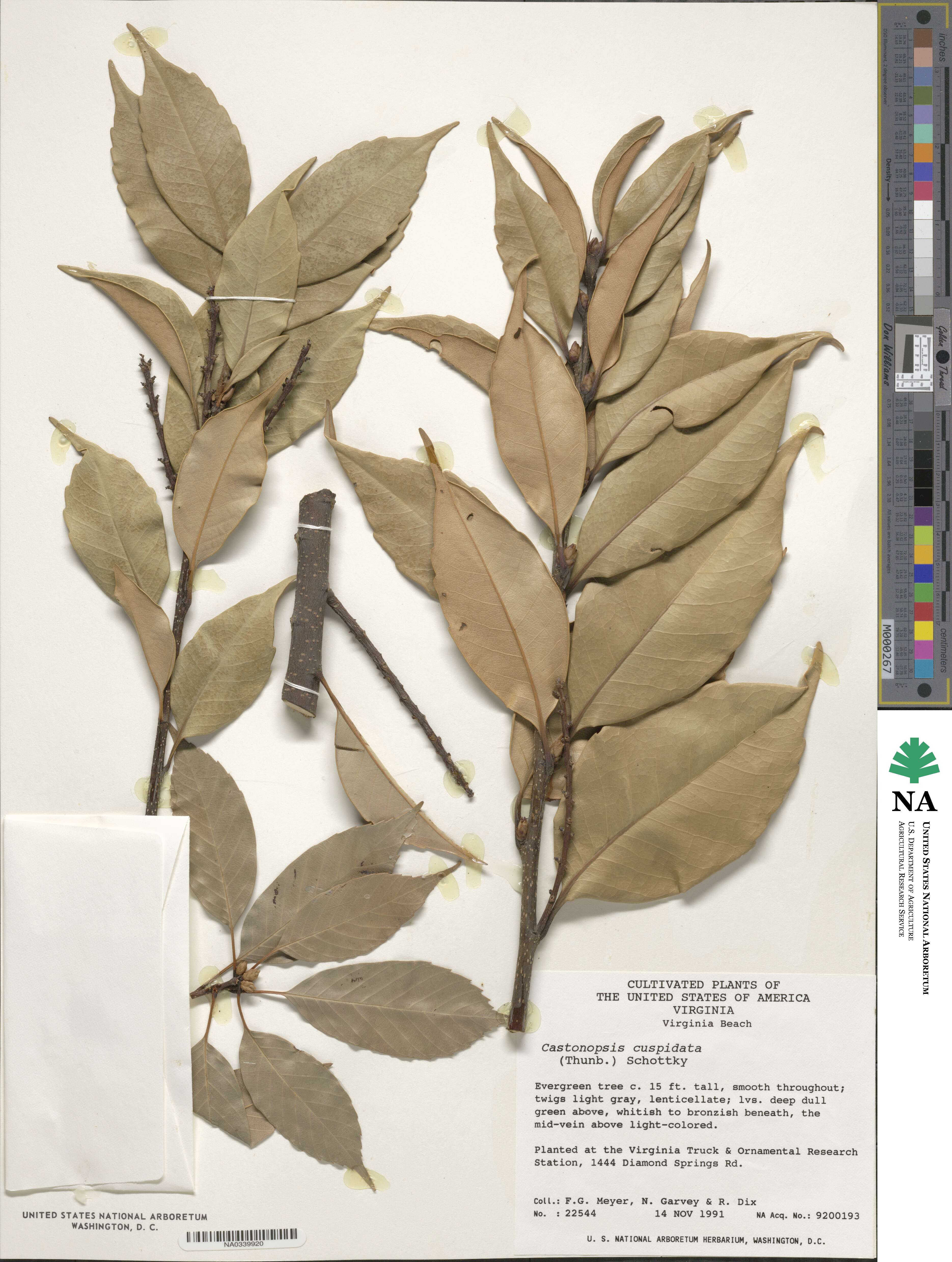 Castanopsis cuspidata image