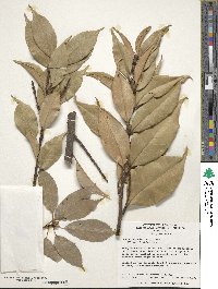 Castanopsis cuspidata image