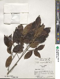 Castanopsis cuspidata image