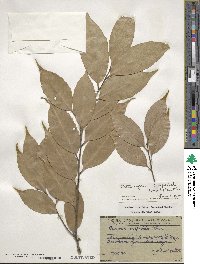 Castanopsis cuspidata image