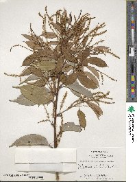 Castanopsis cuspidata image