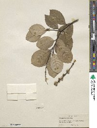 Castanopsis delavayi image