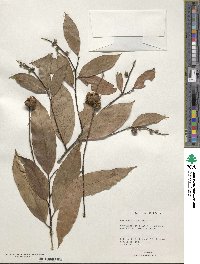 Castanopsis purpurella subsp. purpurella image