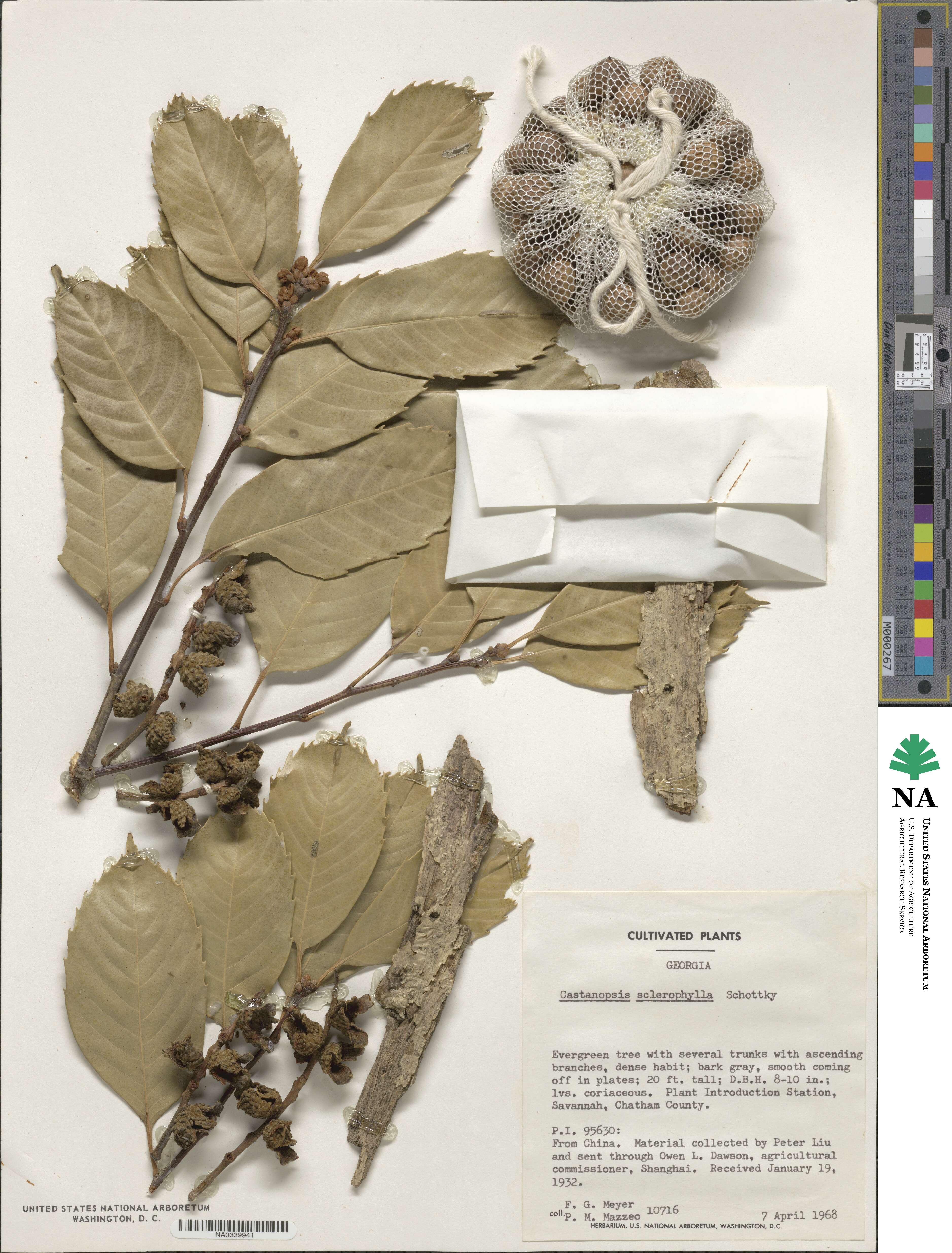 Castanopsis sclerophylla image