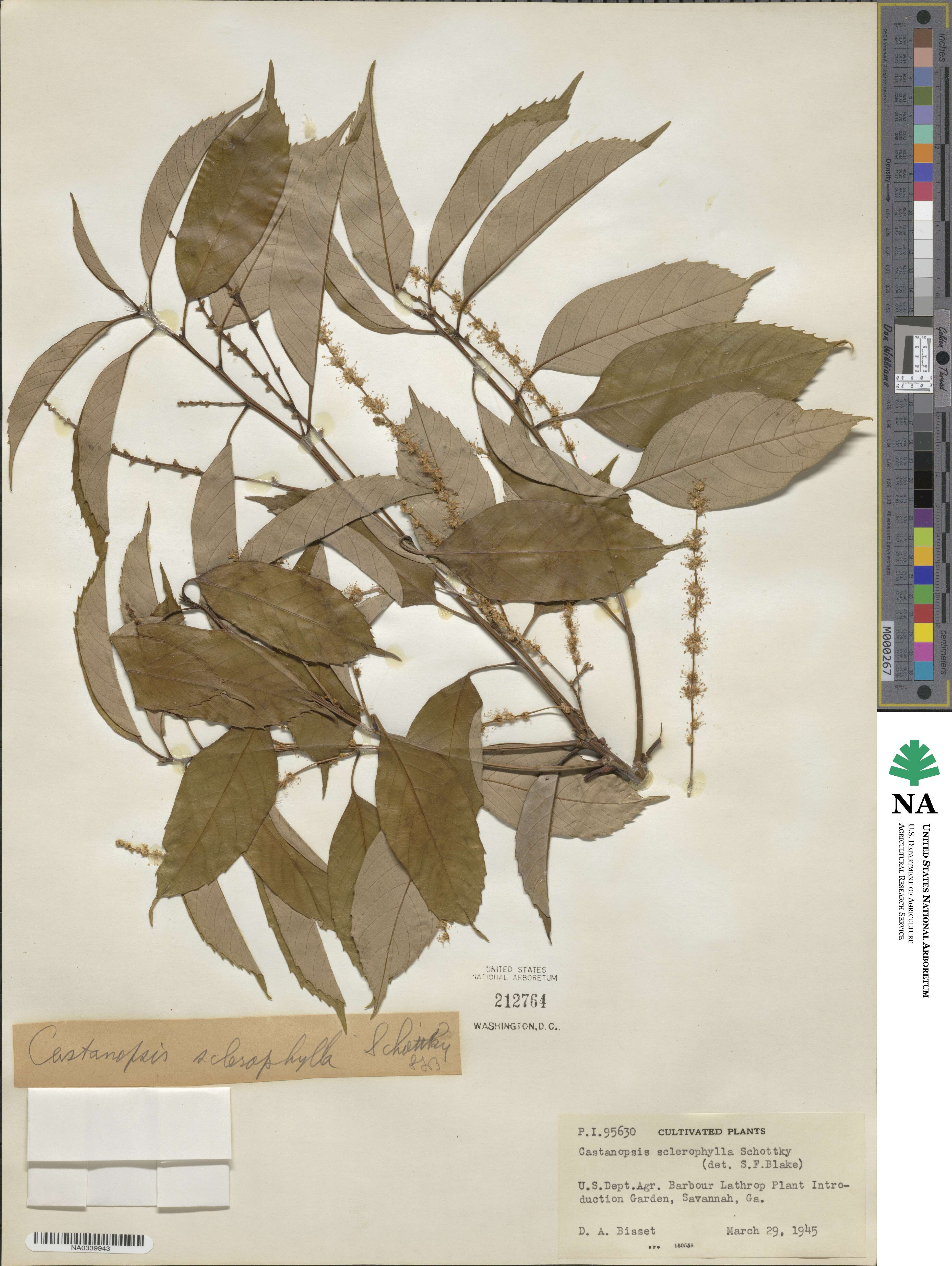 Castanopsis sclerophylla image