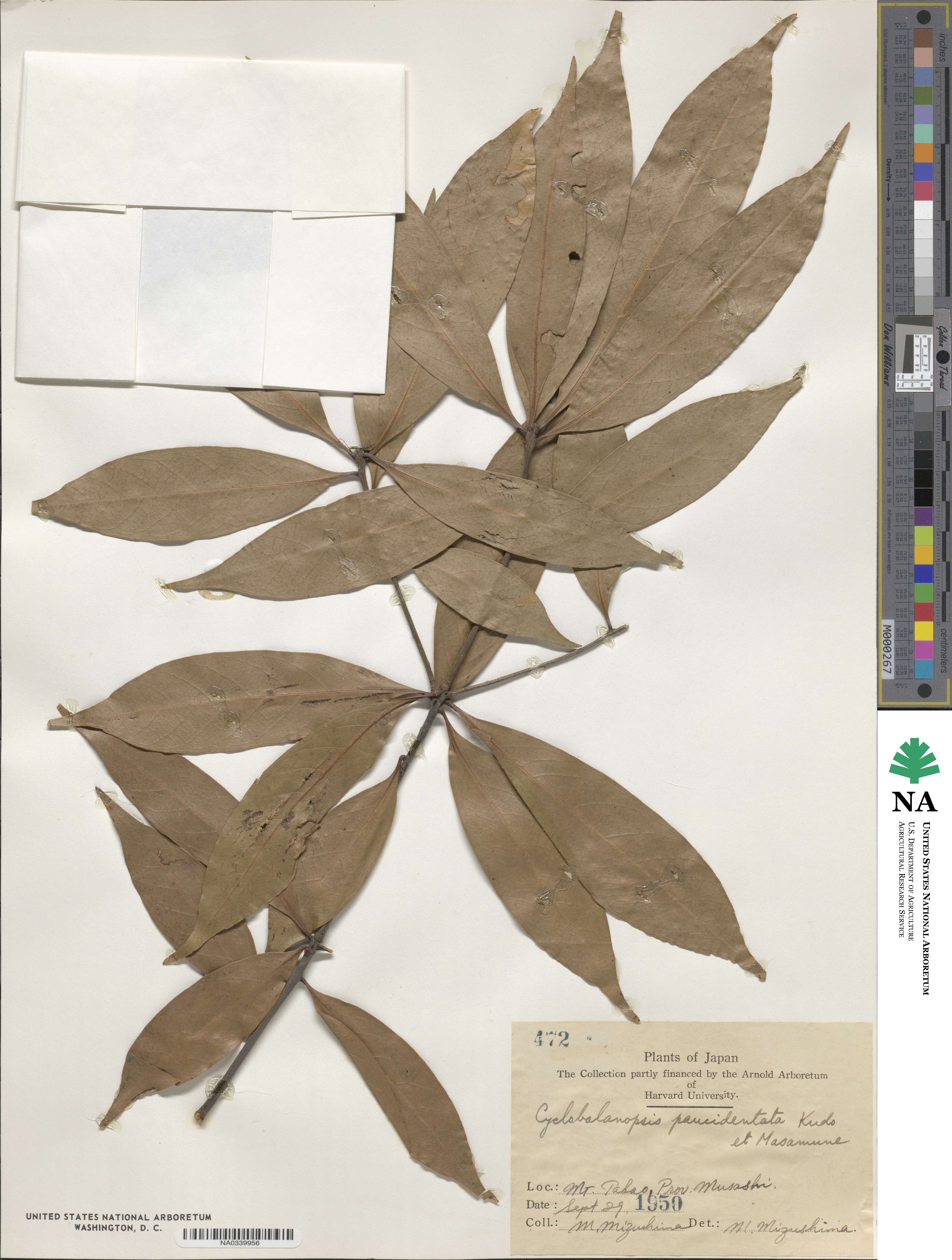 Quercus sessilifolia image