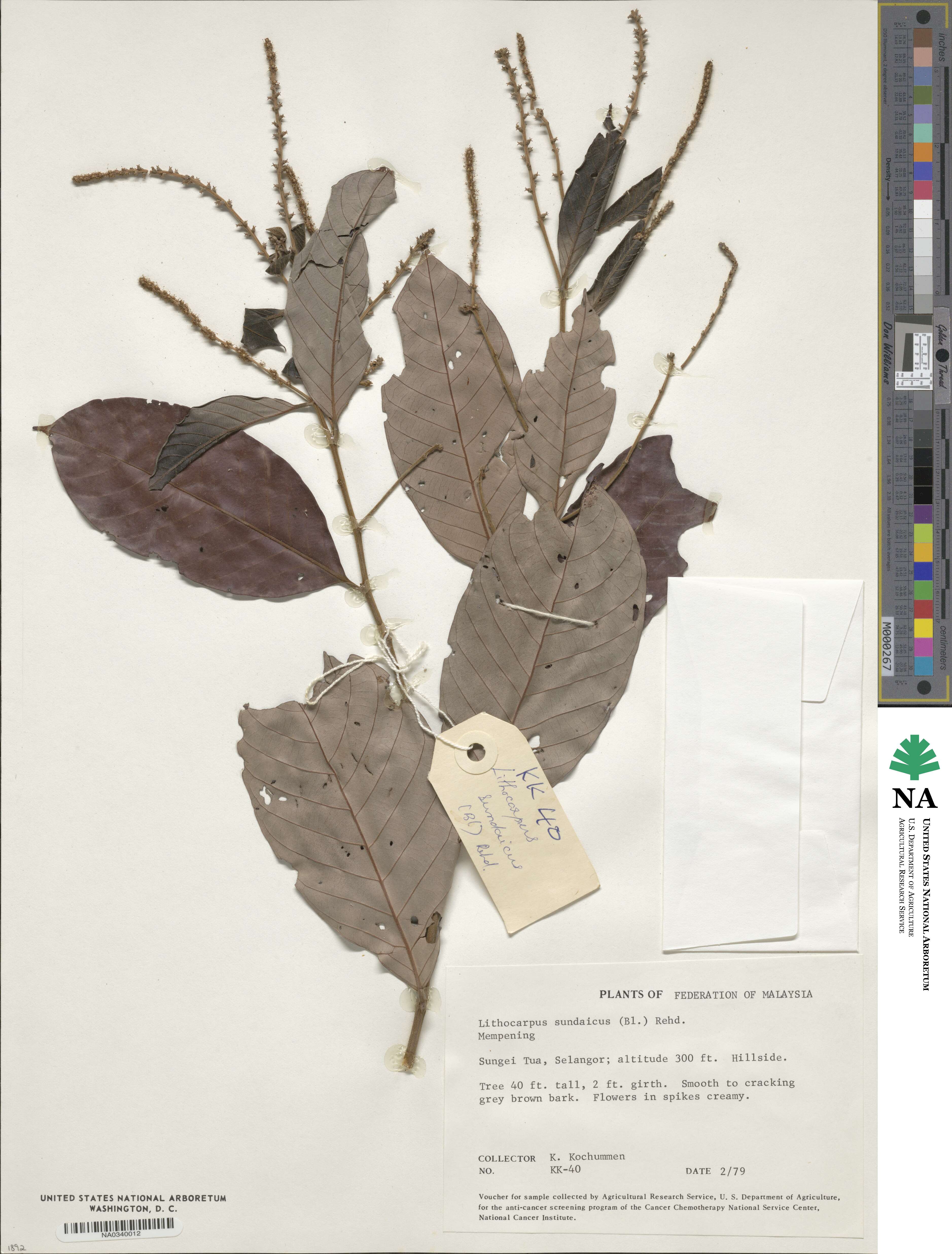 Lithocarpus sundaicus image