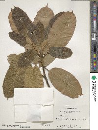 Lithocarpus corneus image