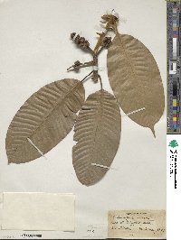 Lithocarpus corneus image