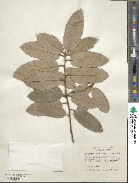 Notholithocarpus densiflorus image