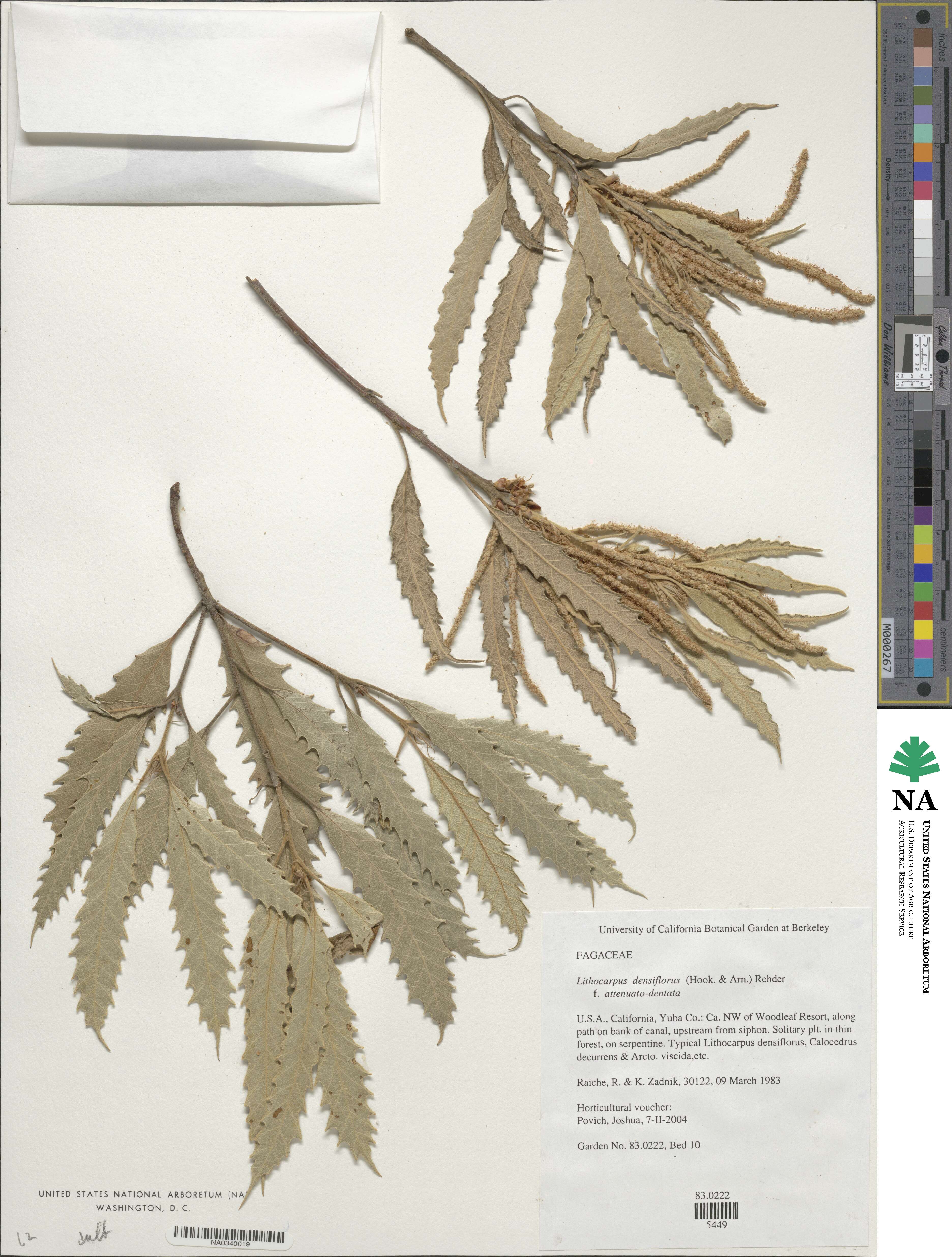 Notholithocarpus densiflorus image