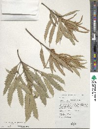 Notholithocarpus densiflorus image