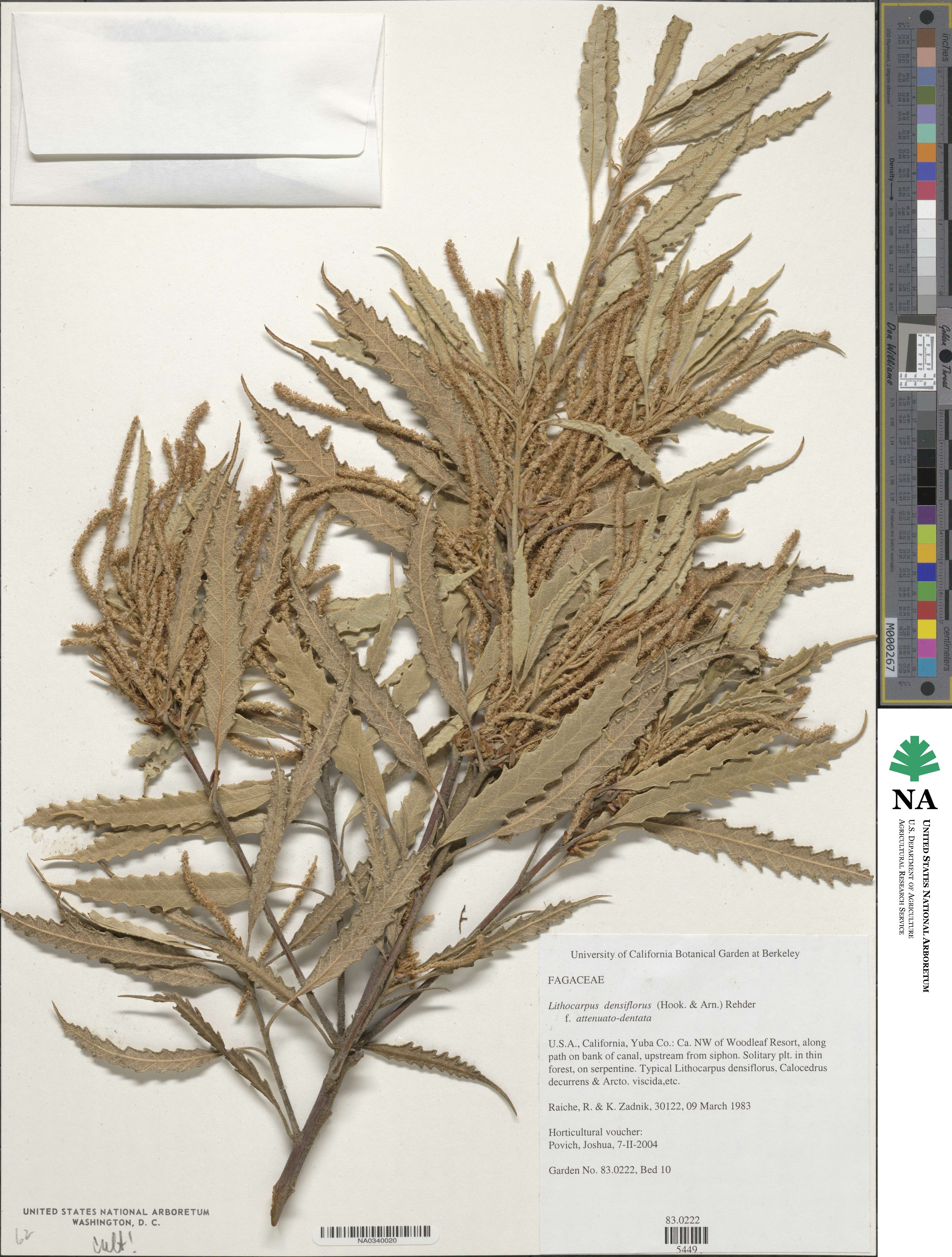 Notholithocarpus densiflorus image