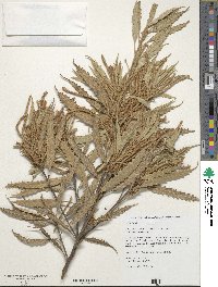 Notholithocarpus densiflorus image