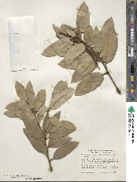 Notholithocarpus densiflorus image