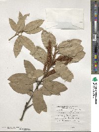 Notholithocarpus densiflorus image