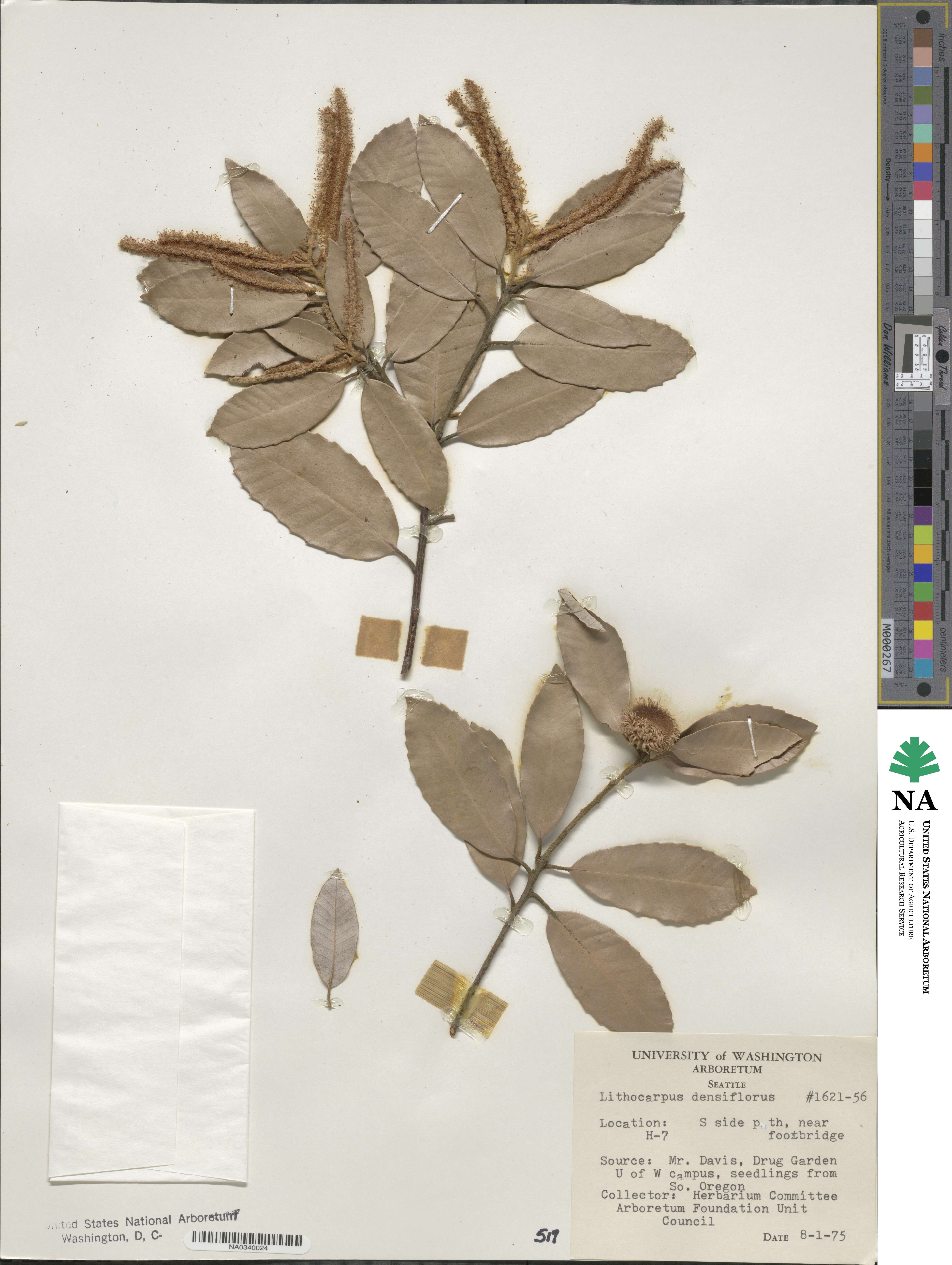 Notholithocarpus densiflorus image