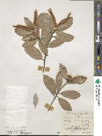 Notholithocarpus densiflorus image